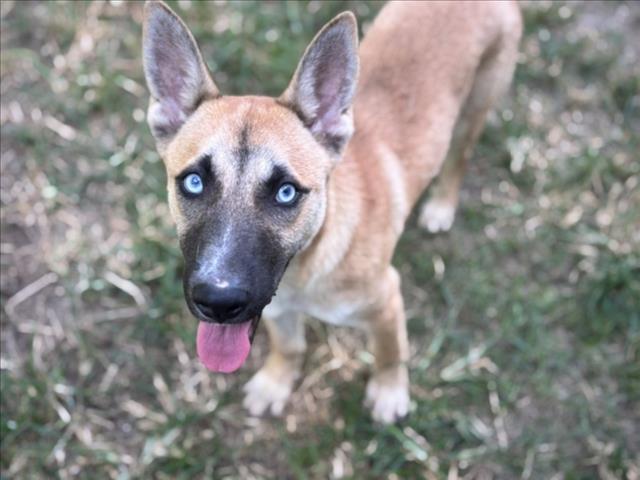 adoptable Dog in Houston, TX named OZZY OSBOURNE