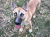 adoptable Dog in Houston, TX named OZZY OSBOURNE
