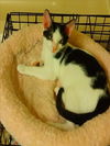 adoptable Cat in houston, TX named BEANS