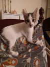 adoptable Cat in Houston, TX named PEACH