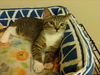 adoptable Cat in Houston, TX named APPLE