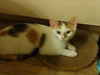 adoptable Cat in Houston, TX named PLUM