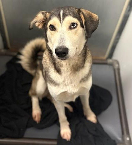 adoptable Dog in Houston, TX named FAITH