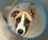 adoptable Dog in Houston, TX named JANNIS