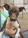 adoptable Dog in Houston, TX named STORMY