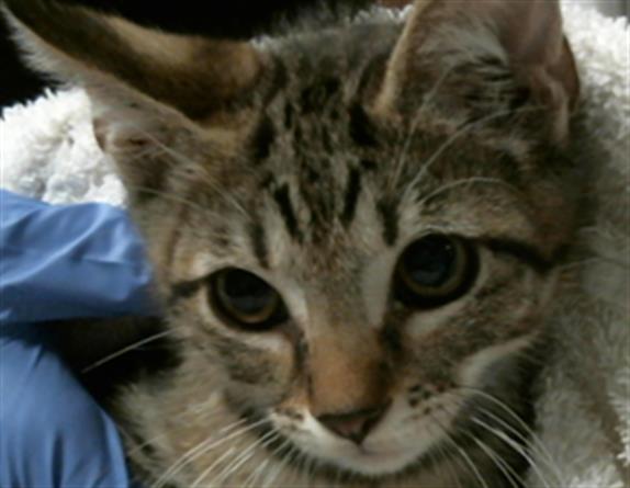 adoptable Cat in Houston, TX named RAPUNZEL
