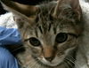 adoptable Cat in Houston, TX named RAPUNZEL
