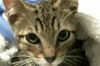 adoptable Cat in Houston, TX named RUMPLE