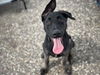 adoptable Dog in  named ZEUS