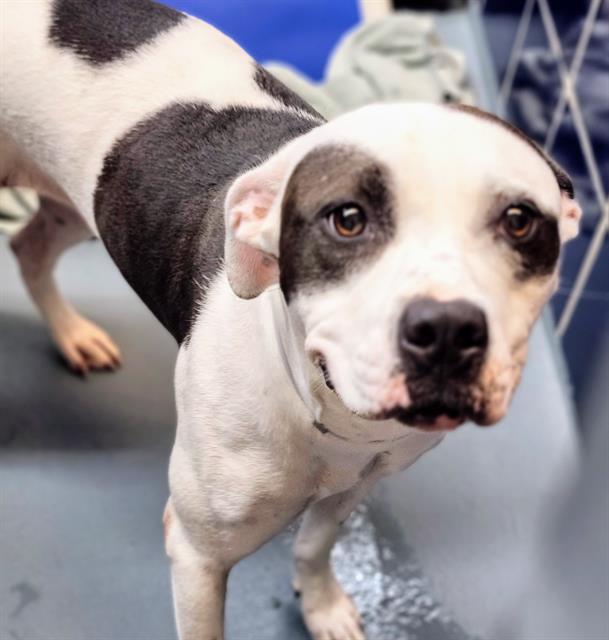 adoptable Dog in Houston, TX named SARAI