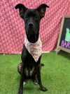 adoptable Dog in Houston, TX named MINI