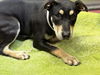 adoptable Dog in  named KIMBERLY