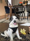 adoptable Dog in  named GLORIA