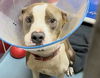 adoptable Dog in  named MR. WIGGLES