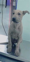 adoptable Dog in  named PACO