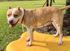 adoptable Dog in  named LONDON