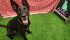 adoptable Dog in  named WONDER WOMAN