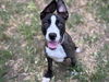 adoptable Dog in  named COOKIE