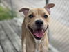 adoptable Dog in  named TWINKIE