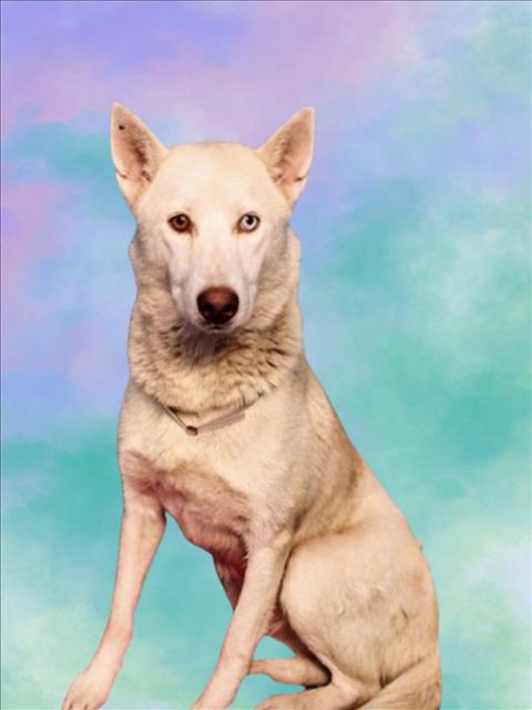 adoptable Dog in Houston, TX named APHRODITE