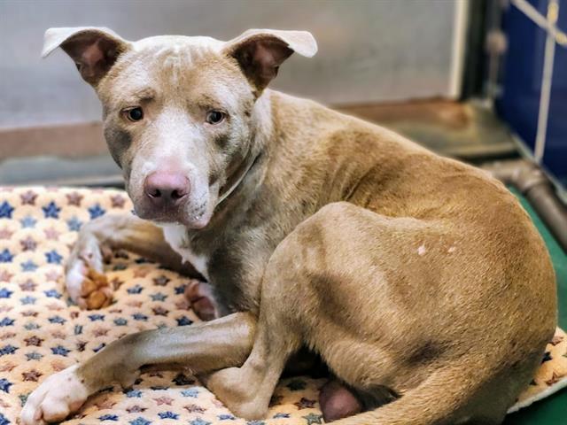 adoptable Dog in Houston, TX named SONNY