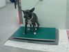 adoptable Dog in  named BIANCA