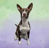 adoptable Dog in  named TUX
