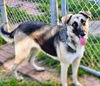 adoptable Dog in  named DALILAH