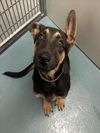adoptable Dog in  named DREW