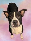 adoptable Dog in  named ANTONIO