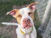 adoptable Dog in  named ROBIN