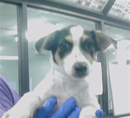 adoptable Dog in Houston, TX named PIXIE