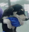 adoptable Dog in  named PANDORA