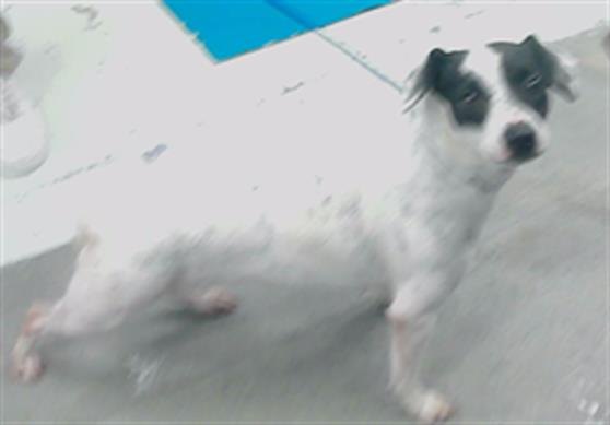 adoptable Dog in Houston, TX named TINY TINA