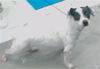 adoptable Dog in  named TINY TINA