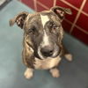 adoptable Dog in  named BUBBLES