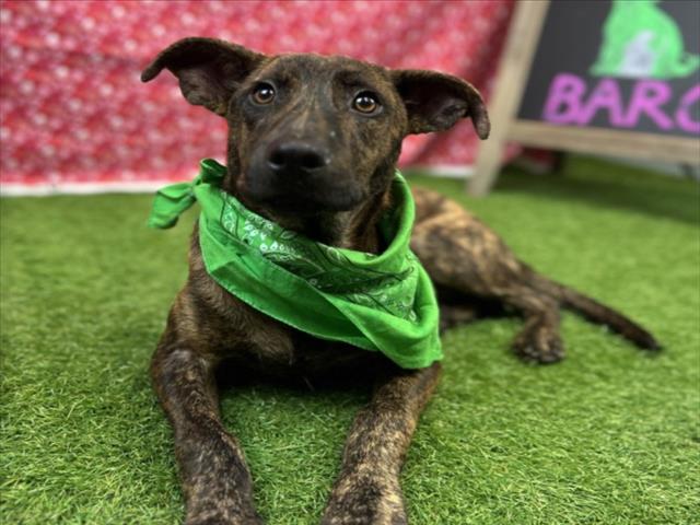 adoptable Dog in Houston, TX named DEXTER