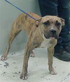 adoptable Dog in  named MYKAELA