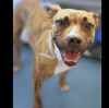 adoptable Dog in  named MYKAELA