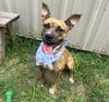 adoptable Dog in  named MYKAELA
