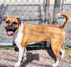adoptable Dog in  named ZULU