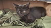 adoptable Cat in  named CYRUS
