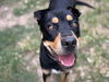 adoptable Dog in  named PANCAKE