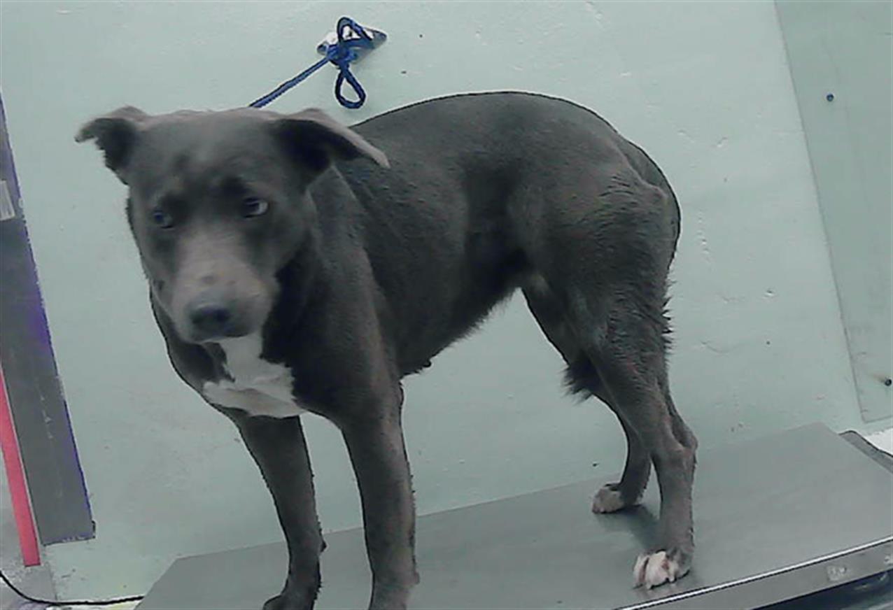 adoptable Dog in Houston, TX named MARGO