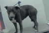 adoptable Dog in  named MARGO