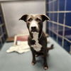 adoptable Dog in  named MARGO