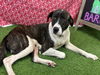 adoptable Dog in  named SKIPPER