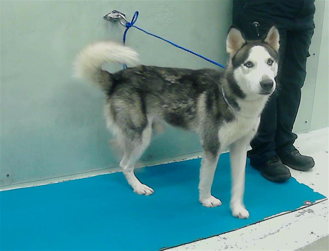 adoptable Dog in Houston, TX named JOLLY