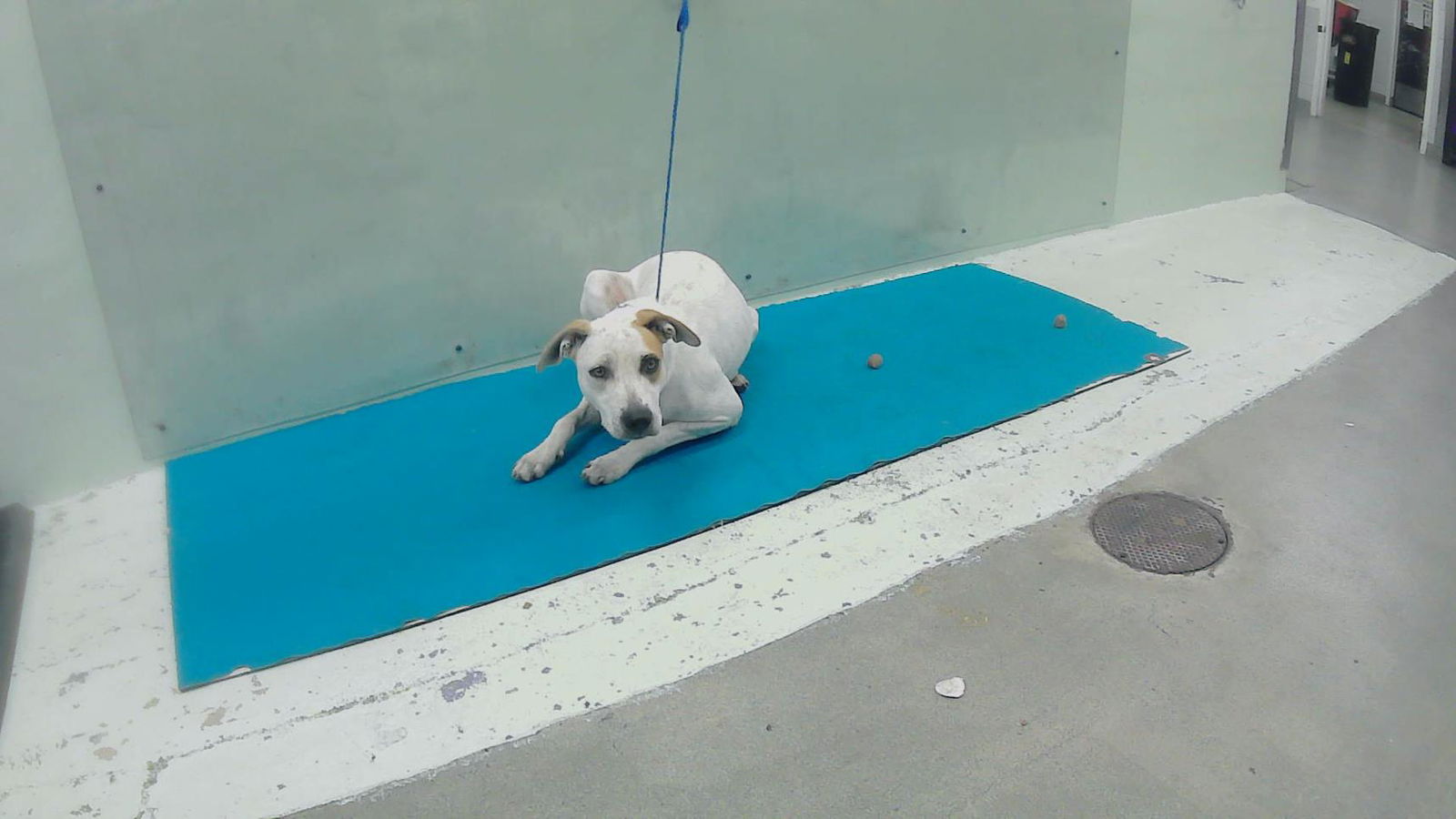 adoptable Dog in Houston, TX named MARY
