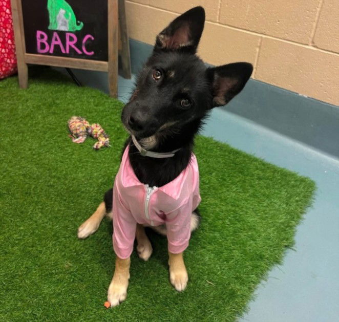 adoptable Dog in Houston, TX named BLYNN
